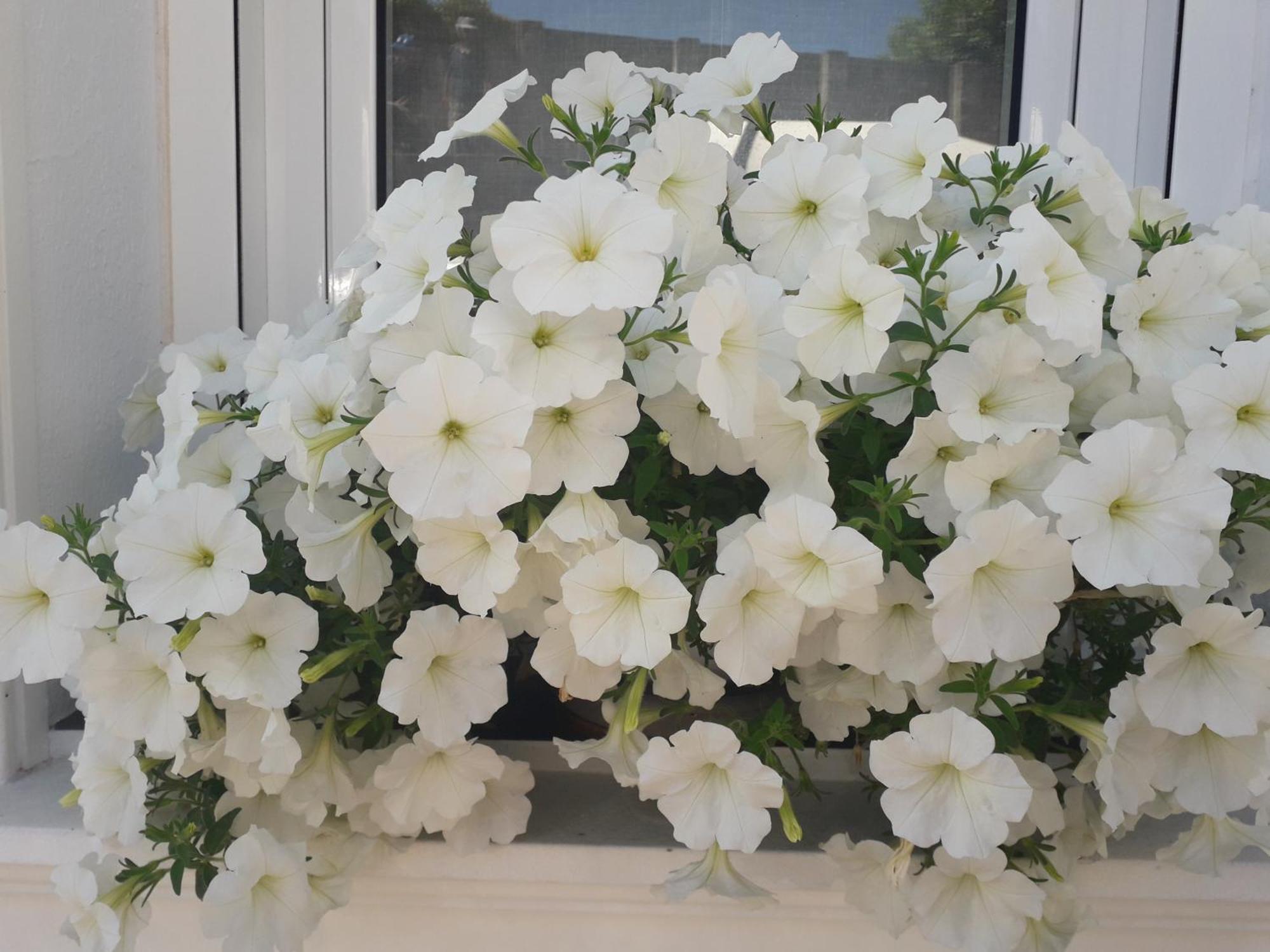Casa Jardin Βίλα Monforte De Lemos Εξωτερικό φωτογραφία